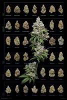 Expo XL Cannabis - Maxi Poster (699)