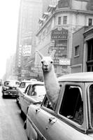 Expo XL A Llama In Times Square - Maxi Poster (677)