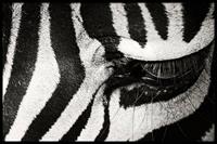 Walljar | Ingelijste poster Zebra Up Close