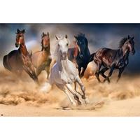 Merkloos Grupo Erik Five Horses Poster 91,5x61cm