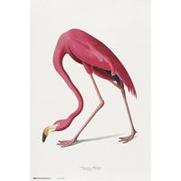 Merkloos Grupo Erik American Flamingo Poster 61x91,5cm
