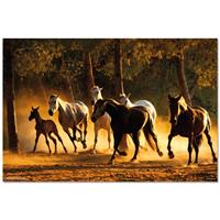 Merkloos Grupo Erik Andalusian Horses Poster 91,5x61cm