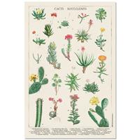 Merkloos Grupo Erik Botanical Cacti Poster 61x91,5cm