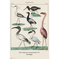 Grupo Erik Vintage Birds Poster 61x91,5cm
