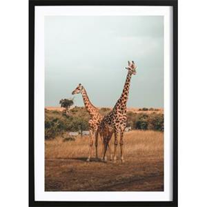 Wallified  Giraffe Poster (50x70cm)