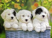Ravensburger puzzel 200 stukjes schattige puppies