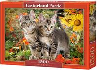 castorland Kitten Buddies - Puzzle - 1500 Teile