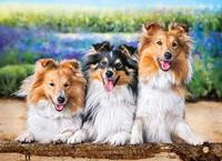 castorland Shelties in the Lavender Garden - Puzzle - 200 Teile