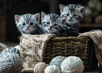 Rebo Productions legpuzzel Cute Kittens 1000 stukjes