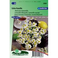 Sluis Garden Kamille zaden - Matricaria chamomilla