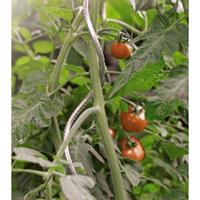 Nature Tomatensteun Verzinkt 180 cm