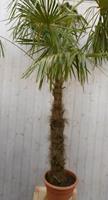 Warentuin Winterharde Palmboom stamhoogte 150 cm en hoogte 300 cm 
