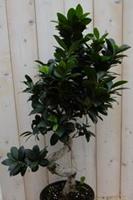 Warentuin Kamerplant Bonsai Ficus Microcarpa 70 cm