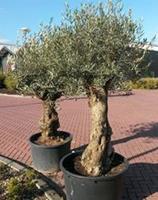 Warentuin Olijfboom Olea 240 cm XL-stam