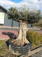 Warentuin Reuze Olijfboom Olea 300 cm XXXL