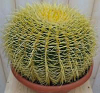Warentuin Kamerplant Cactus schoonmoedersstoel groot 20cm dia.
