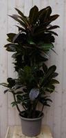 Warentuin Natuurlijk Kamerplant Croton 120 cm