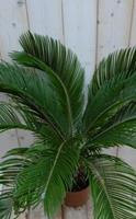 Warentuin Kamerplant Palmvaren Vredespalm Cycas 70 cm