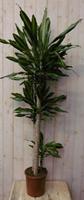 Warentuin Kamerplant Drakenbloedboom Dracaena Massangeana Geel-Groen 160 cm