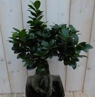 Warentuin Kamerplant Bonsai Ficus Microcarpa 50 cm