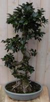 Warentuin Kamerplant Bonsai Ficus 80 cm