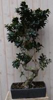 Warentuin Kamerplant Bonsai Ficus 100 cm