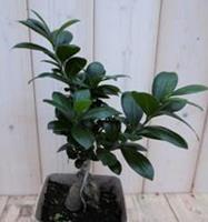 Warentuin Kamerplant Bonsai Ficus Microcarpa 30 cm