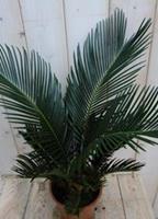 Warentuin Kamerplant Palmvaren Vredespalm Cycas 50 cm