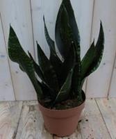 Warentuin Kamerplant Vrouwentong Sansevieria donkergroen 30 cm