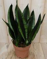 Warentuin Kamerplant Vrouwentong Sansevieria donkergroen 50 cm