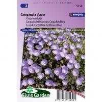 Karpatenklokje bloemzaden - Campanula blauw