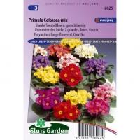 Grootbloemige slanke sleutelbloem bloemzaden â€“ Primula colossea mix