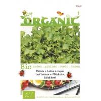 Pluksla Lactuca sativa Green Salad Bowl - Groentezaden - 1Â g