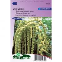 Amaranthus Caudatus zaden Green Cascade