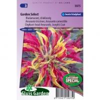 Bladamarant driekleurig bloemzaden - Garden Select