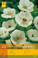 Jub 25 Anemone Coronaria Bride Vj