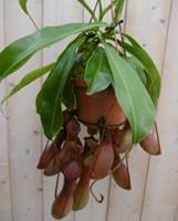 Warentuin Vleesetende plant Bekerplant Nepenthes 