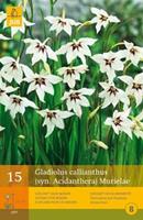 Jub 15 Gladiolus Callianthus Murielae