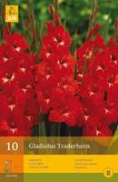 Jub 10 Gladiolus Traderhorn