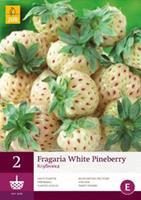 Jub 2 Fragaria White Pineberry