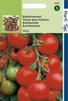 Hortitops Tomaten Solanum lycopersicum L. (syn L. esculentum) Maja -Balkontomaat Amateur Variety - Groentezaden - 0,75Â gram