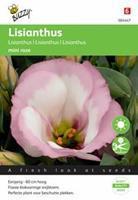 Buzzy Lisianthus mini rose Tuinplus
