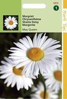 Hortitops Chrysanthemum Vernale Leuc.May Queen