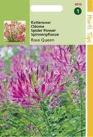 Hortitops Cleome Spinosa Rose Queen