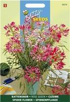 Buzzy Cleome Spinosa Rose Queen