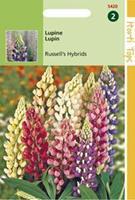 Hortitops Lupinus Polyphyllus Russell S Hybr. Gemengd