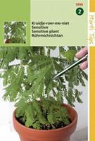 Hortitops Kruidje-Roer-me-niet Mimosa pudica - Bloemzaden - 0,75Â gram