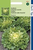 Hortitops Andijvie Cichorium endivia Nuance - Groentezaden - 1Â g