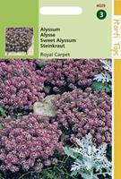 Hortitops Alyssum Lobularia Mar. Procumbens Royal Carpet