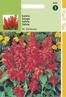 Hortitops Salvia Splendens St. Jansvuur